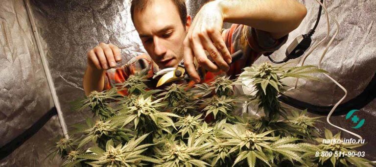 Сердечная недостаточность марихуана безопасен ли тор браузер hidra