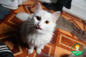 Центр Ковчег 20