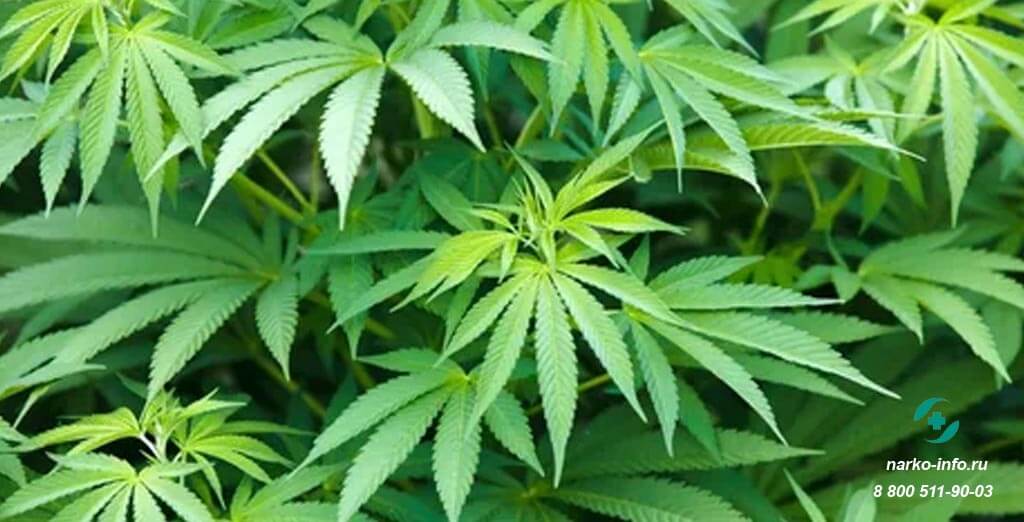 Марихуана
