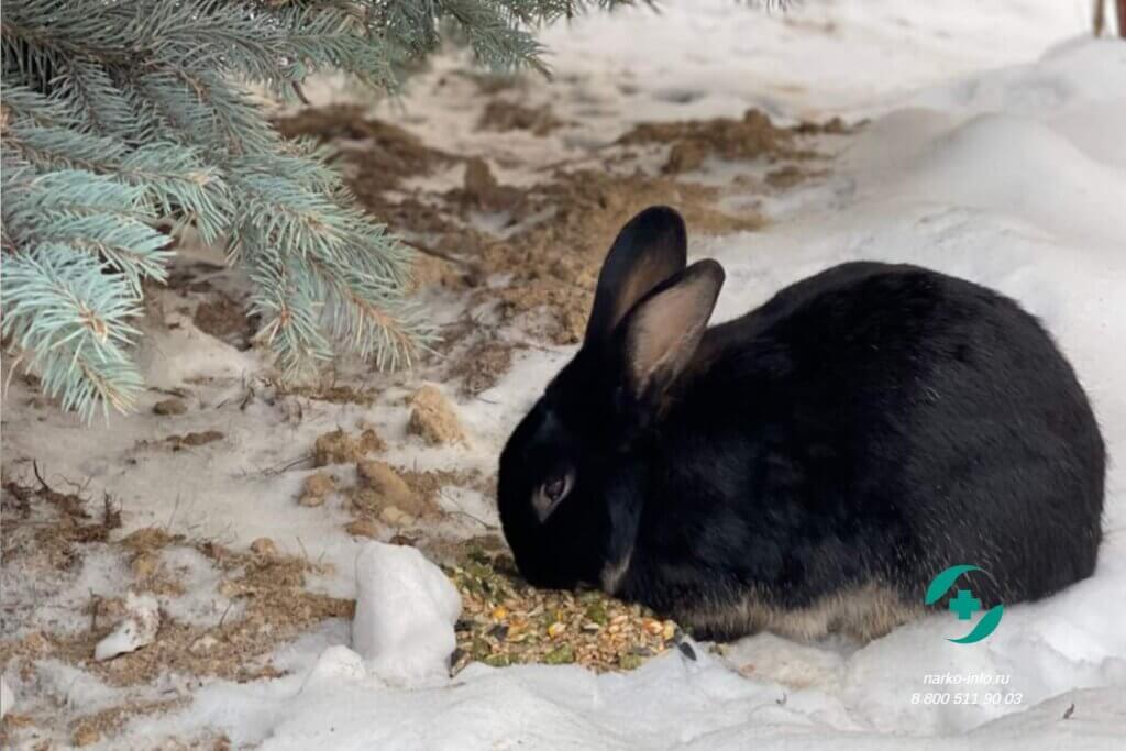 кролик Анатолий